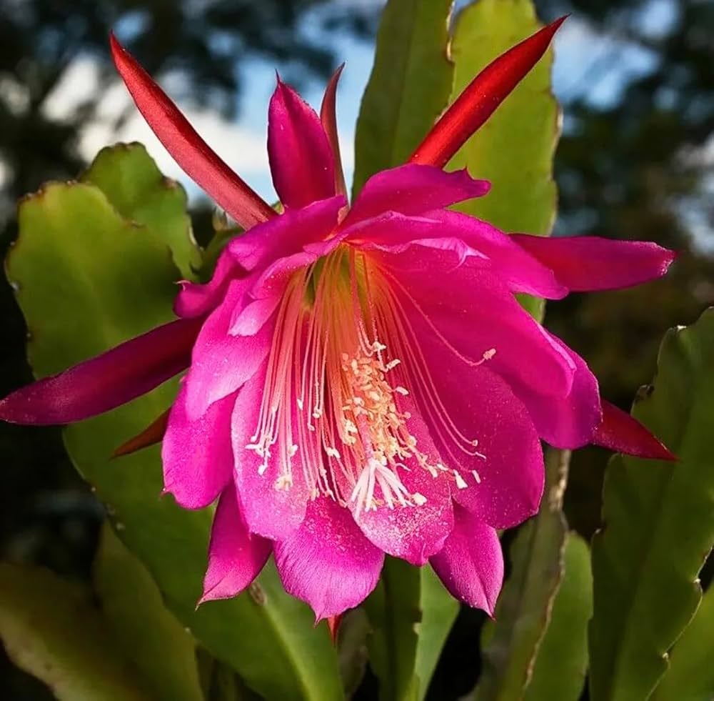 Pink Epiphyllum Flower seeds for Planting - Drought Tolerant, Heirloom & GMO Free Seeds for Home Garden
 
 Sale