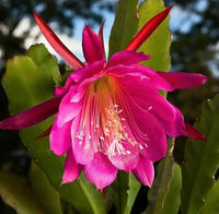 Pink Epiphyllum Flower seeds for Planting - Drought Tolerant, Heirloom & GMO Free Seeds for Home Garden
 
 Sale