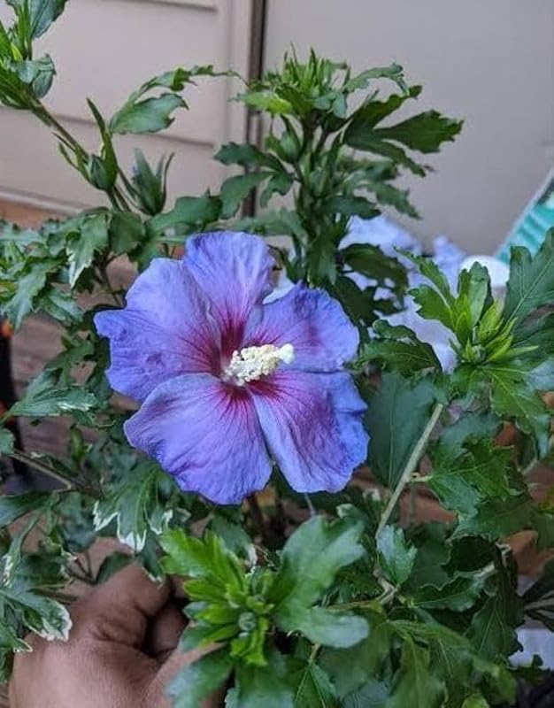 Hibiscus Syriacus Flower seeds for Planting Drought Tolerant Heirloom & GMO Free Seeds for Home Garden