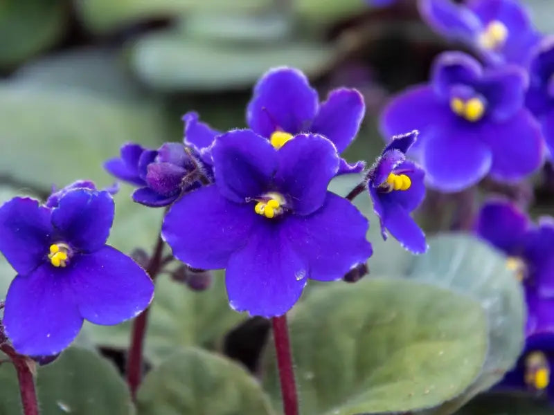 African Flower Planting Seeds Collection - Premium Seeds for Vibrant Blooms