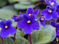 African Flower Planting Seeds Collection - Premium Seeds for Vibrant Blooms