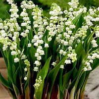 Lily of The Valley Seeds for Planting  Perennial Flower Seeds for Your Garden