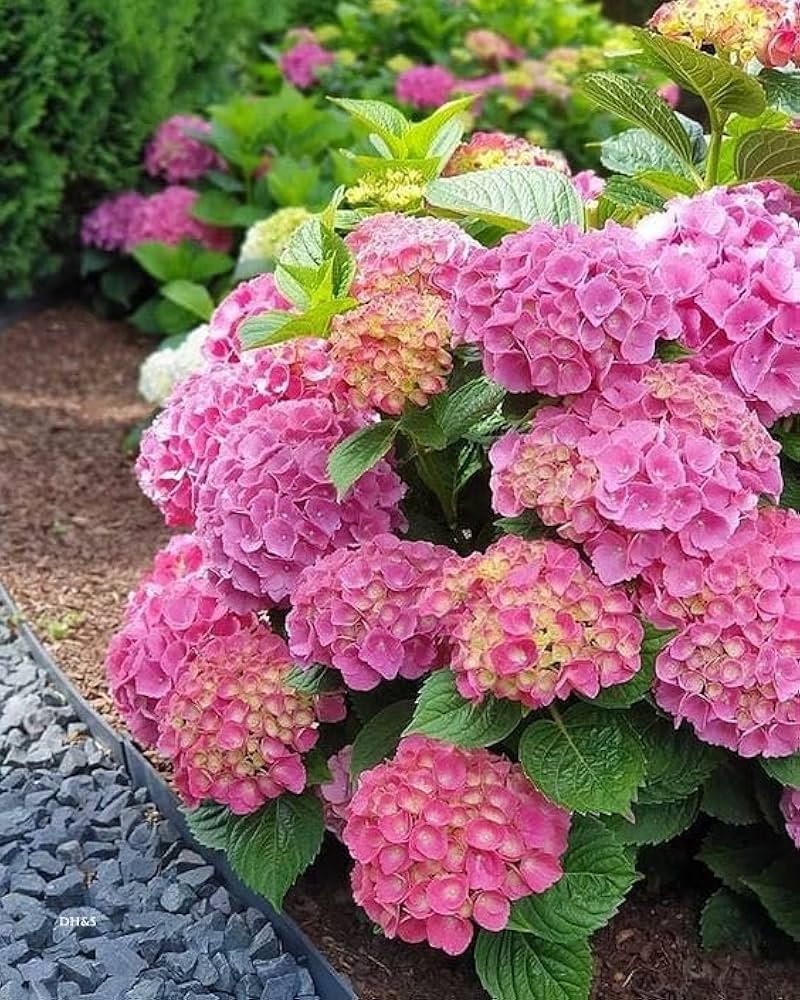 Heirloom Hydrangea Flower seeds for Planting Low Maintenance Heirloom & GMO Free Seeds for Home Garden