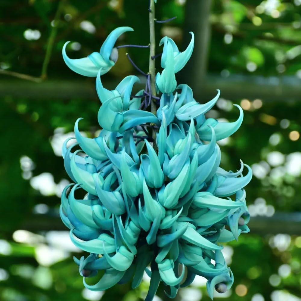 Sky Blue Endangered Jade Flower seeds for Planting Long Bloom Season Heirloom & GMO Free Seeds for Home Garden
 
 Sale