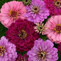 Zinnia Art Deco Fiore Mix Seeds for Stylish, Colorful Zinnia Blooms