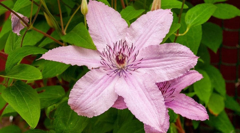 Light Pink Clematis Flower seeds for Planting - Easy to Grow, Heirloom & GMO Free Seeds for Home Garden
 
 Sale seeds for planting in home garden