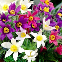Mix Pulsatilla Pasque Flower seeds for Planting - Fragrant Blossoms, Heirloom & GMO Free Seeds for Home Garden