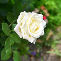 Yellow and White Rose Flower Seeds Planting for Colorful Gardens