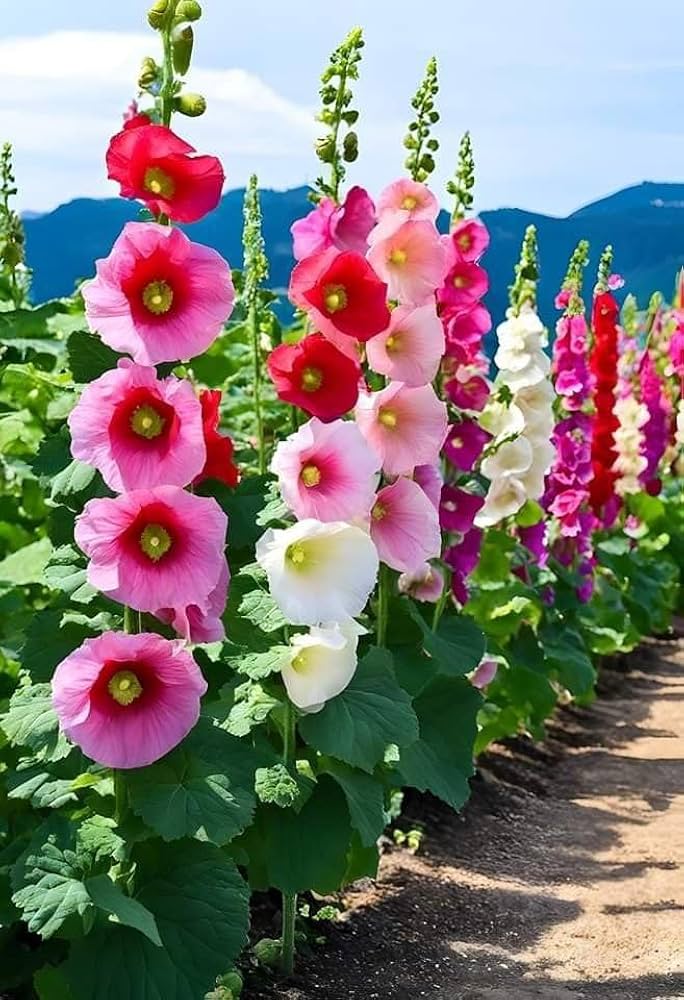 Mixed Hollyhock Flower seeds for Planting - Drought Tolerant, Heirloom & GMO Free Seeds for Home Garden