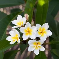 White Frangipani Flower seeds for Planting - Compact Growth, Heirloom & GMO Free Seeds for Home Garden