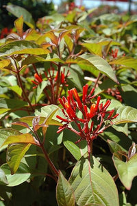 Mixed Hamelia Patens Flower seeds for Planting - Premium Quality, Heirloom & GMO Free Seeds for Home Garden