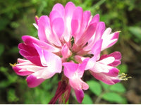 Astragalus Flower seeds for Planting - Fragrant Blossoms, Heirloom & GMO Free Seeds for Home Garden