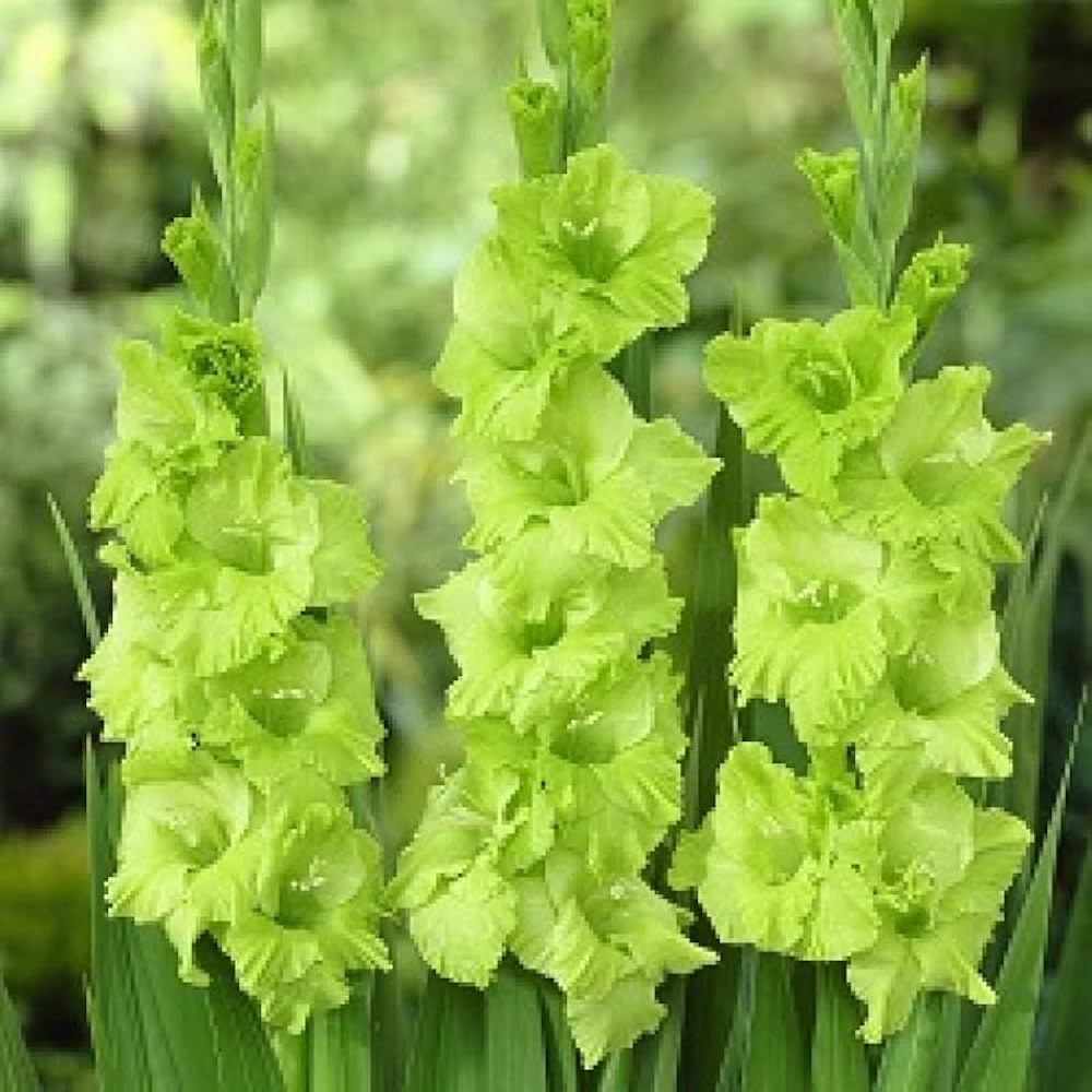 Green Gladiolus Flower Seeds for Planting Pollinator Friendly Heirloom & GMO Free Seeds for Home Garden
 
 Sale
