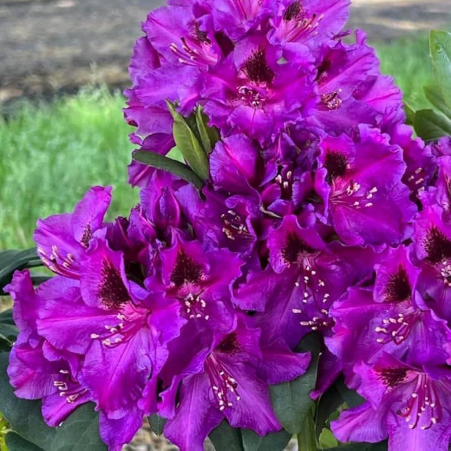 Purple Azalea Flower seeds for Planting Compact Growth Heirloom & GMO Free Seeds for Home Garden