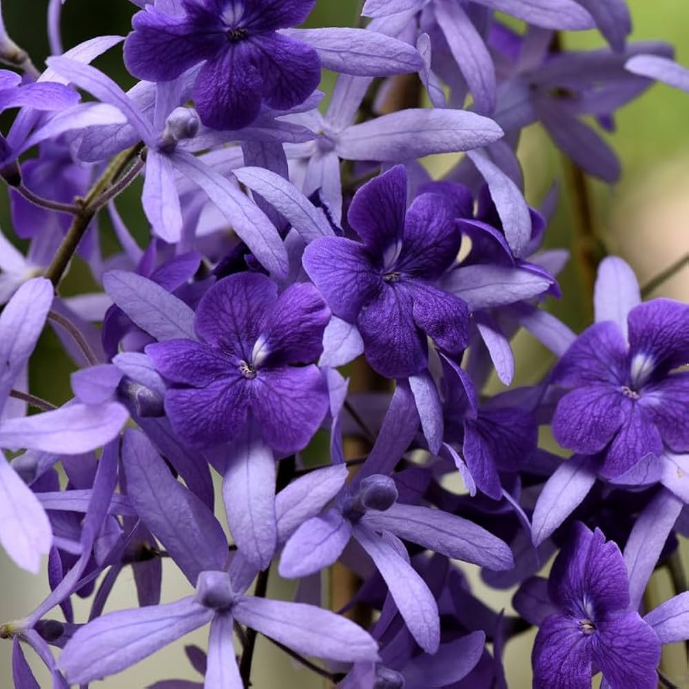 Purple Ivy Flower seeds for Planting - Wildflower Mix, Heirloom & GMO Free Seeds for Home Garden