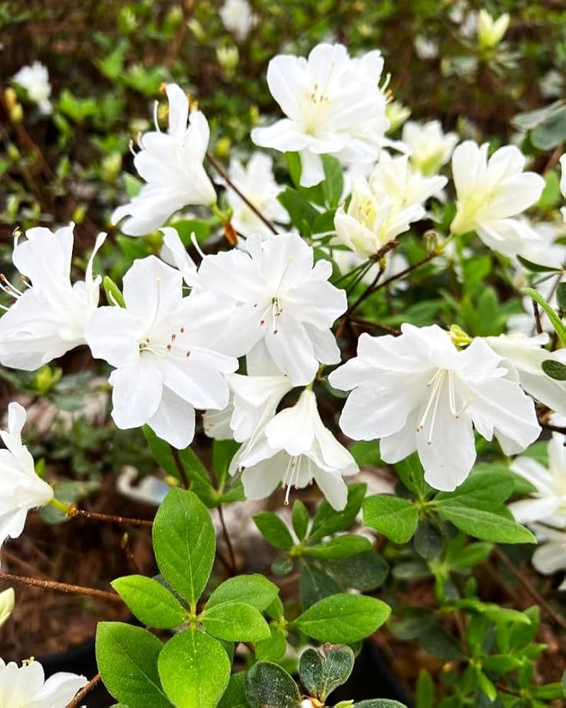 White Azalea Tree Seeds for Beautiful Garden Planting - Seeds for Stunning Blossoms and Outdoor Charm