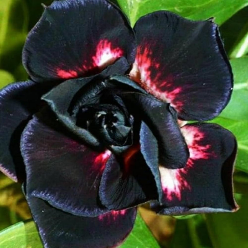 Black Adenium Flower Seeds – Exotic Wildflower Mix Heirloom & NonGMO for Home Garden
Sale