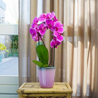 Purple Phalaenopsis Orchid Flower Seeds for Planting Compact Growth Heirloom & GMO Free Seeds for Home Garden
 
 Sale