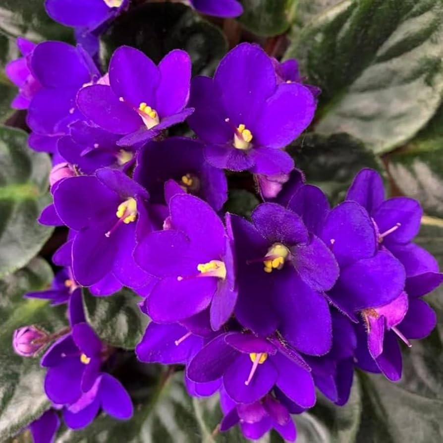 Begonias Azules Flower seeds for Planting Vibrant Colors Heirloom & GMO Free Seeds for Home Garden