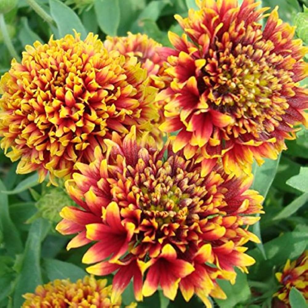 Mixed Gaillardia Flower seeds for Planting - Low Maintenance, Heirloom & GMO Free Seeds for Home Garden