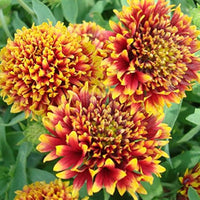 Mixed Gaillardia Flower seeds for Planting - Low Maintenance, Heirloom & GMO Free Seeds for Home Garden