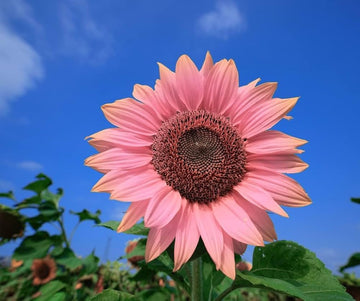 Pink Sunflower Planting Seeds  Grow Your Garden