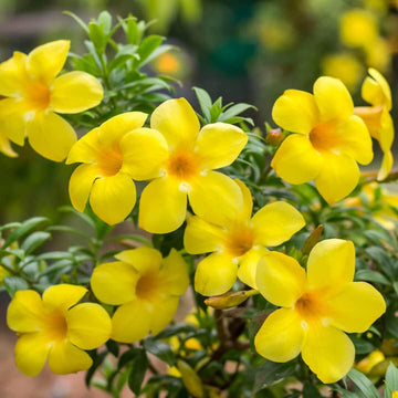 Allamanda Flower seeds for Planting Fragrant Blossoms Heirloom & GMO Free Seeds for Home Garden 
 
 Sale for planting in home garden