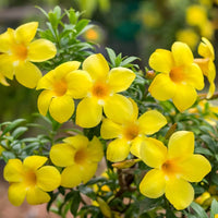 Heirloom Allamanda Flower seeds for Planting Sun Loving Heirloom & GMO Free Seeds for Home Garden