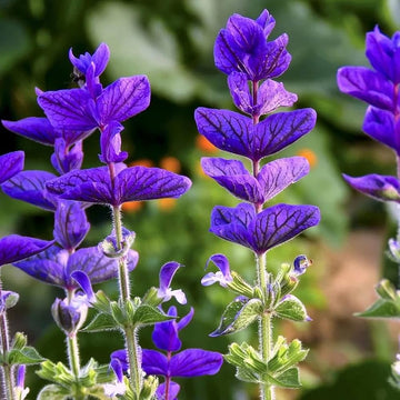 Sage Flower seeds for Planting Hardy Variety Heirloom & GMO Free Seeds for Home Garden 
 
 Sale