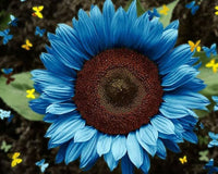 Sunflower Helianthus annuus Seeds for Planting
