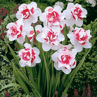 Pink White Narcissus Seeds for Planting  Elegant Spring Blooms