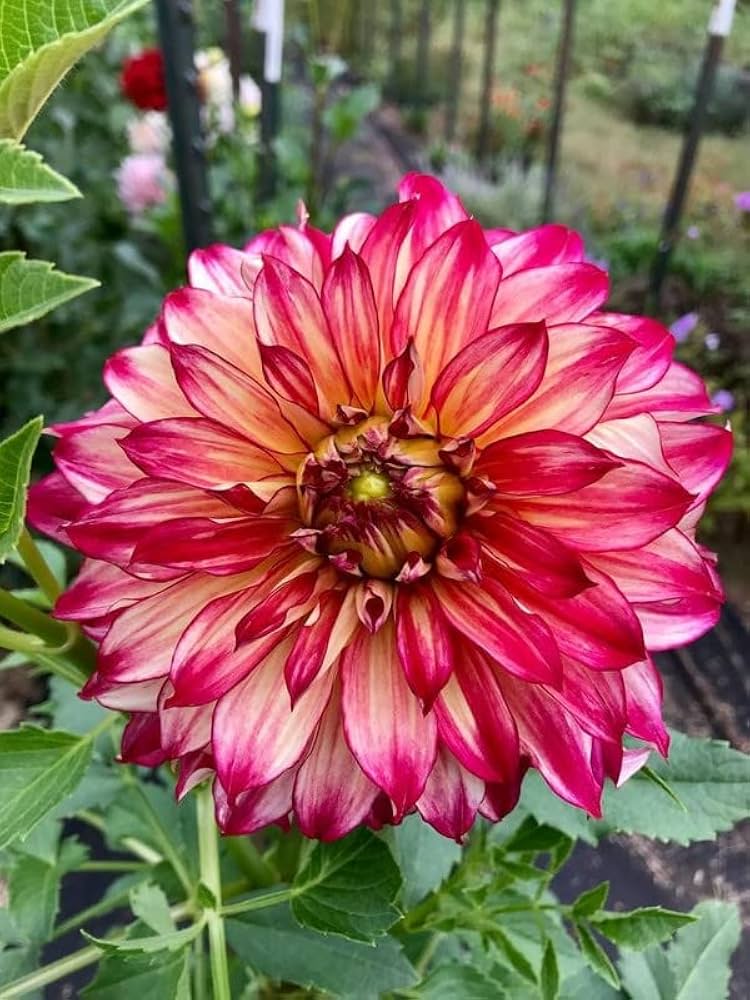Dahlias Flower seeds for Planting Drought Tolerant Heirloom & GMO Free Seeds for Home Garden 
 
 Sale