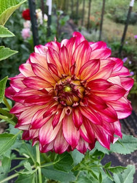Dahlias Flower seeds for Planting Drought Tolerant Heirloom & GMO Free Seeds for Home Garden 
 
 Sale