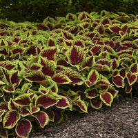 Coleus Wizard Coral Sunrise Seeds for Planting flower bed