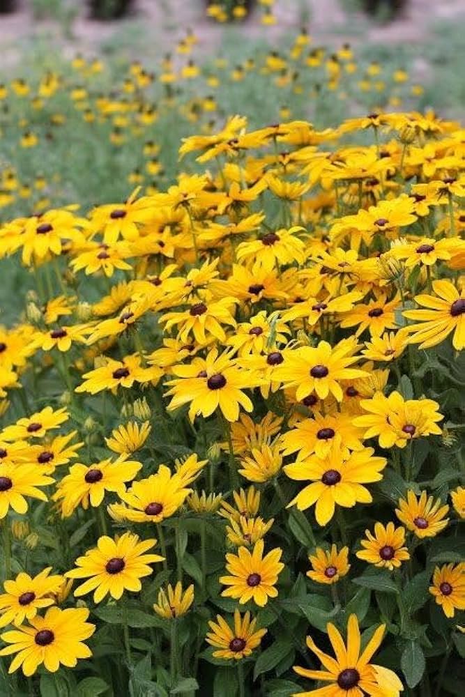 Yellow Rotundifolia Flower seeds for Planting - Cottage Garden Essential, Heirloom & GMO Free Seeds for Home Garden