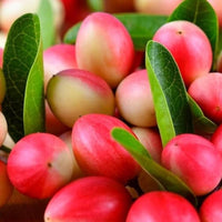 Carandas Fruit Seeds: Essential Planting Guide