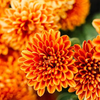 Chrysanthemum Orange Yellow Flower seeds for Planting - Compact Growth, Heirloom & GMO Free Seeds for Home Garden