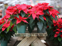 Red Green Poinsettia for Planting Low Maintenance Heirloom & GMO Free Seeds for Home Garden
 
 Sale