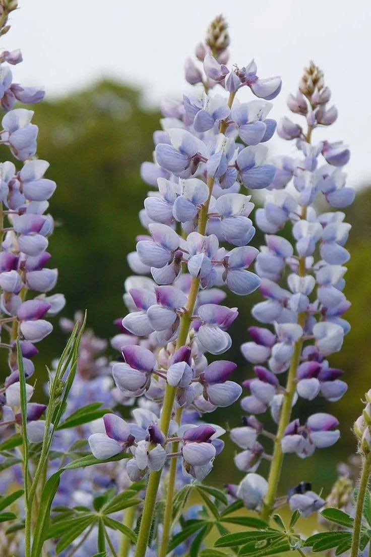 Sky Blue Lupine Flower seeds for Planting - Seasonal Bloomer, Heirloom & GMO Free Seeds for Home Garden
