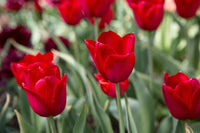Deep Red Tulip Flower Seeds Bright Blooms Heirloom & GMO Free Seeds for Home Garden
 
 Sale