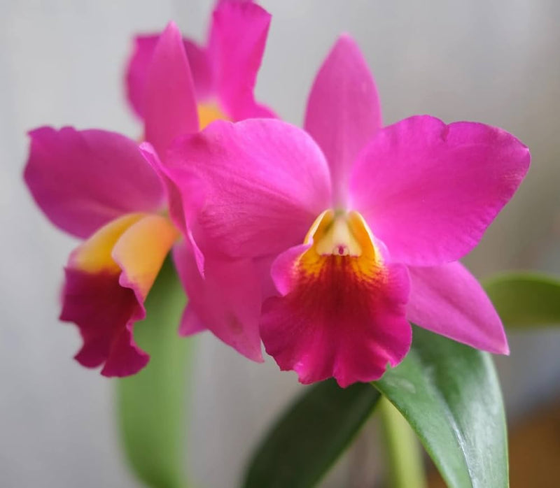 Pink Cattleya Flower seeds for Planting - Shade Tolerant, Heirloom & GMO Free Seeds for Home Garden