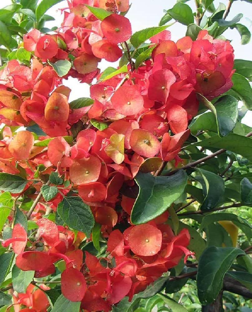 Heirloom Holmskioldia Flower seeds for Planting Cut Flower Favorite Heirloom & GMO Free Seeds for Home Garden