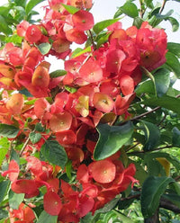 Heirloom Holmskioldia Flower seeds for Planting Cut Flower Favorite Heirloom & GMO Free Seeds for Home Garden