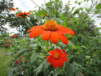 Tithonia Flower seeds for Planting Low Maintenance Heirloom & GMO Free Seeds for Home Garden