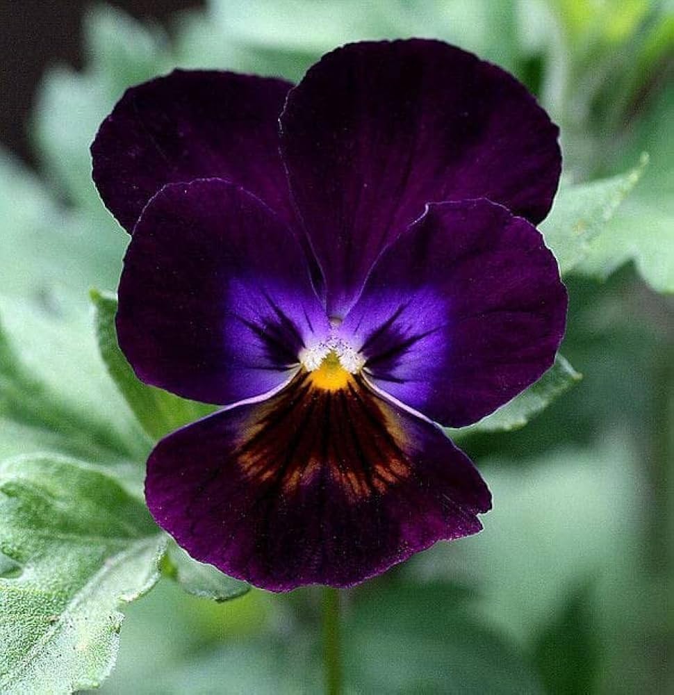 Violet Pansy Flower seeds for Planting - Easy to Grow, Heirloom & GMO Free Seeds for Home Garden