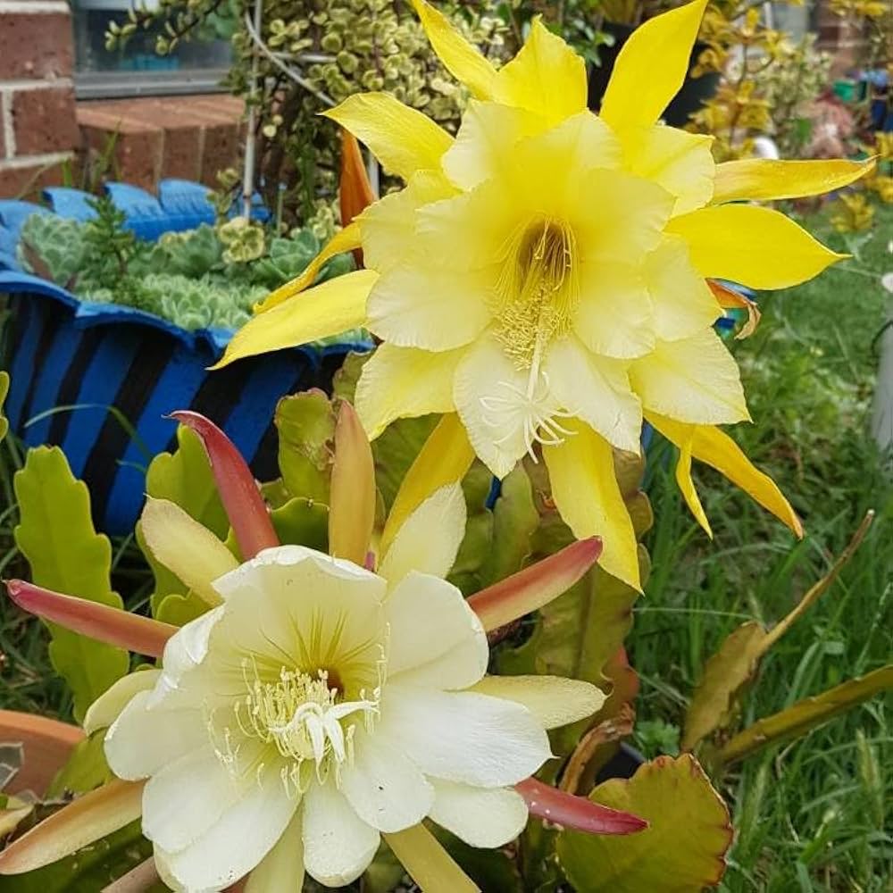 Yellow White Epiphyllum Flower seeds for Planting Hardy Variety Heirloom & GMO Free Seeds for Home Garden