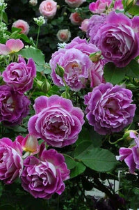Violet Rose Flower seeds for Planting Garden Favorite Heirloom & GMO Free Seeds for Home Garden
