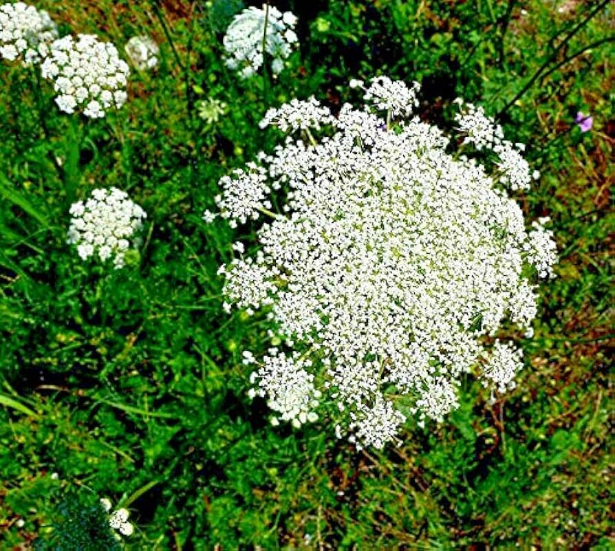 Zanahoria Silvestre Flower seeds for Planting - Pollinator Friendly, Heirloom & GMO Free Seeds for Home Garden