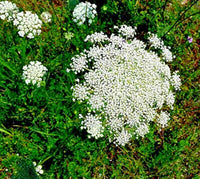 Zanahoria Silvestre Flower seeds for Planting - Pollinator Friendly, Heirloom & GMO Free Seeds for Home Garden