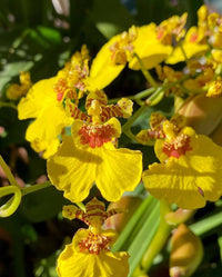Oncidium Flower seeds for Planting Vibrant Colors Heirloom & GMO Free Seeds for Home Garden